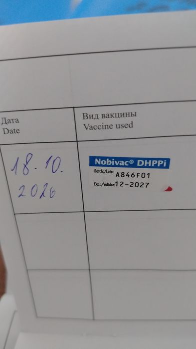Французский бульдог