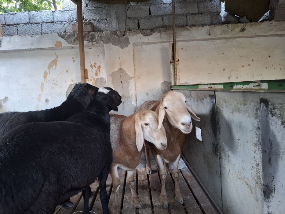 Zotga qo’chqorlar sotiladi. Arashan va xusori qo’chqorlar