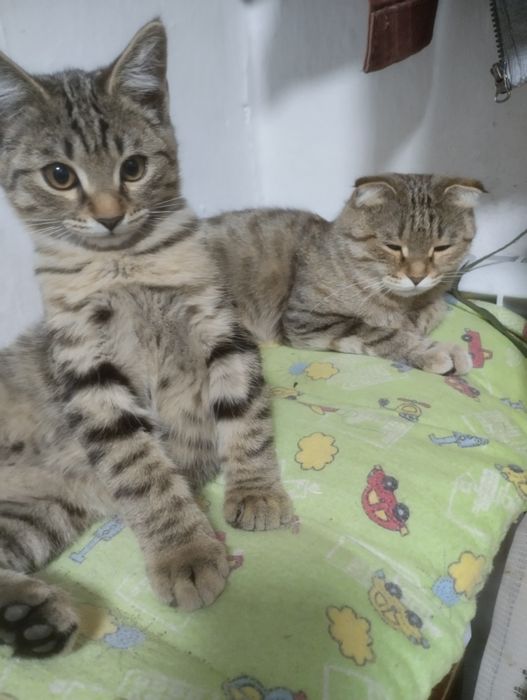 Котик 4 месяца в подарок