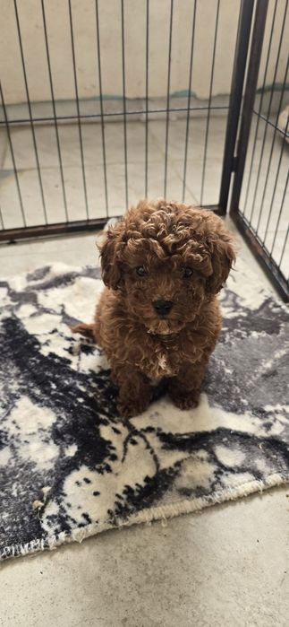 той пудел/toy poodle/пудели