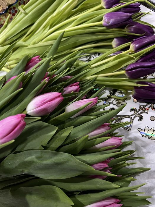 Тюльпаны ОПТОМ и в розницу