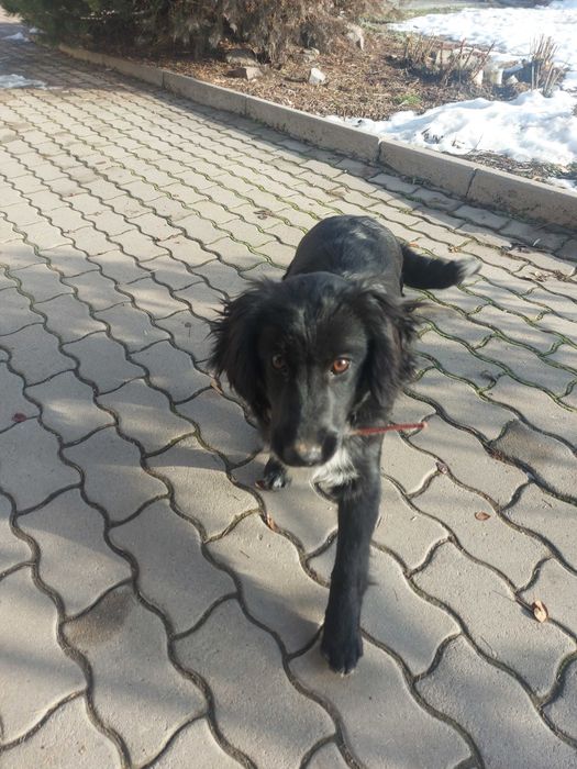 Тайга ищет хозяина!