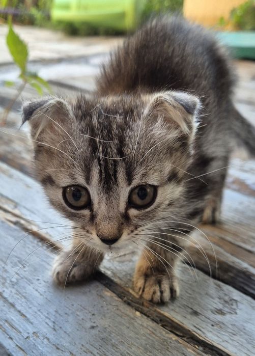 Отдам котят вислоухих