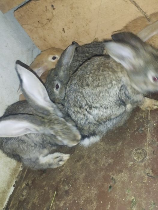 Flandir quyon bolalari 3 yarim oylik