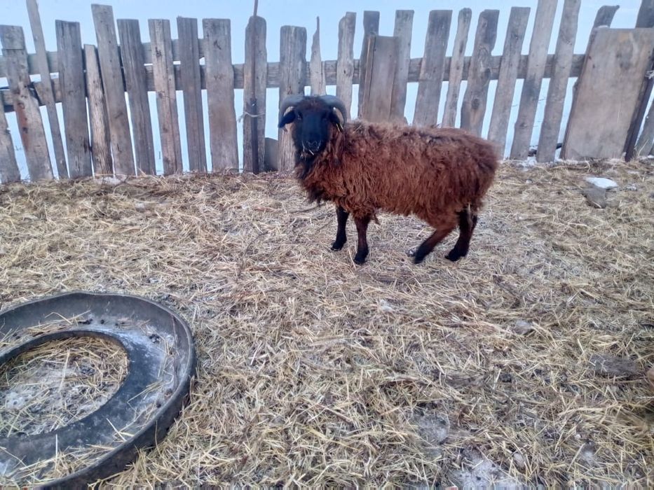 Продам баран 10 головы