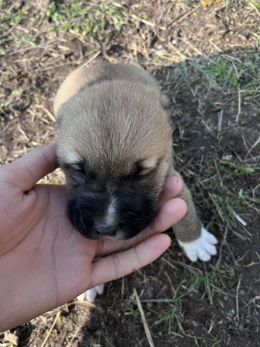 Алабай кушыктер