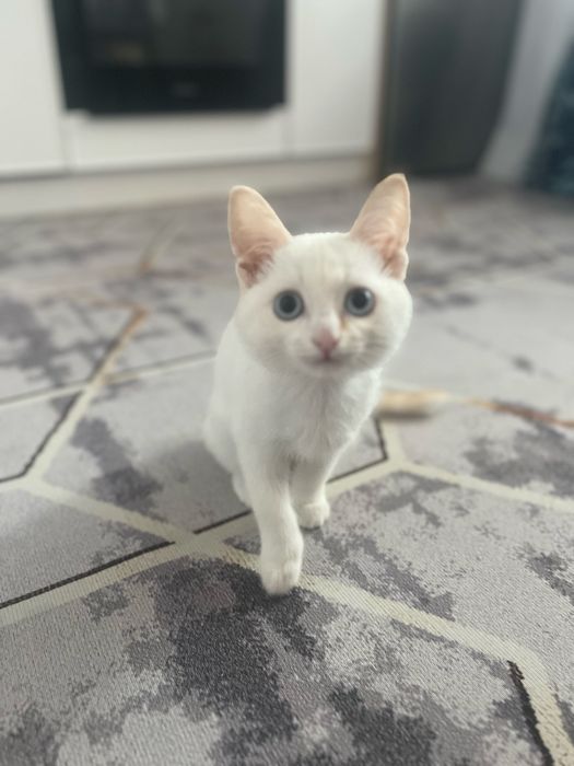 котенок мальчик 3 месяца.