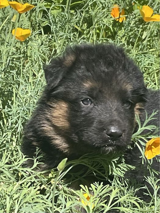 Щенки немецкой овчарки