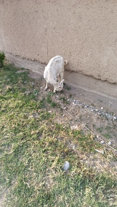 Козлы. Продаётся