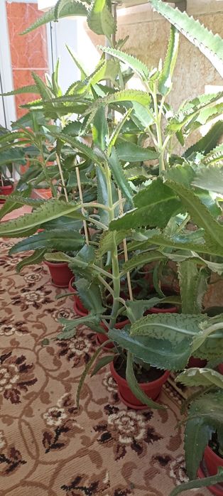 Каланхоэ лечебный