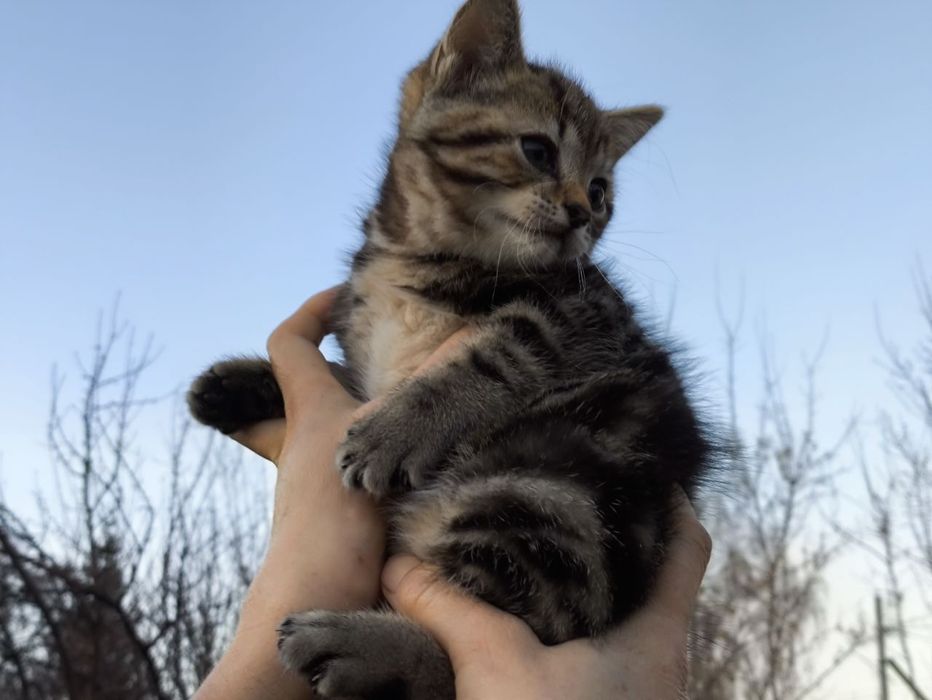 Котята в добрые руки