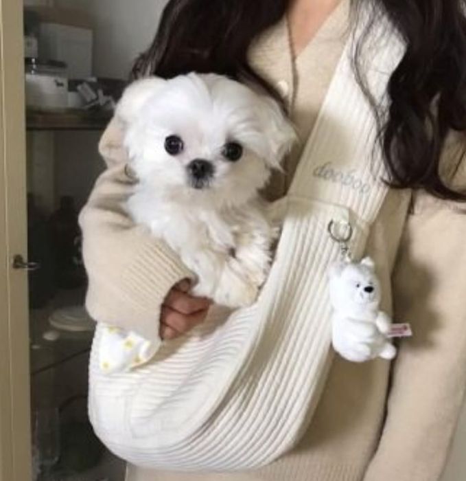 Bichon mini toy baetel