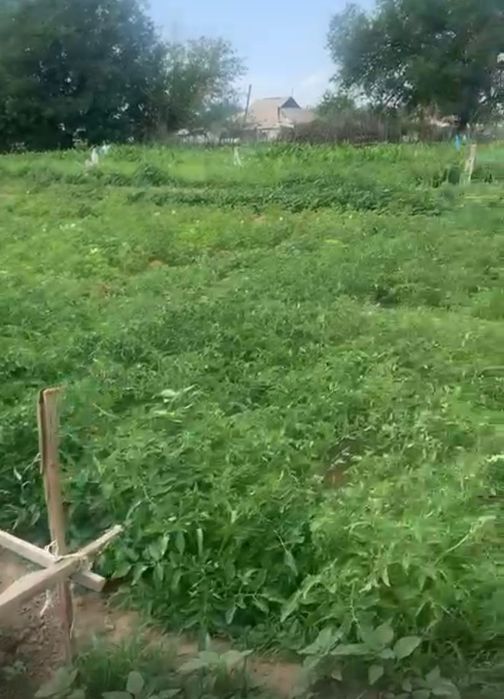 Фазенда сатамынн