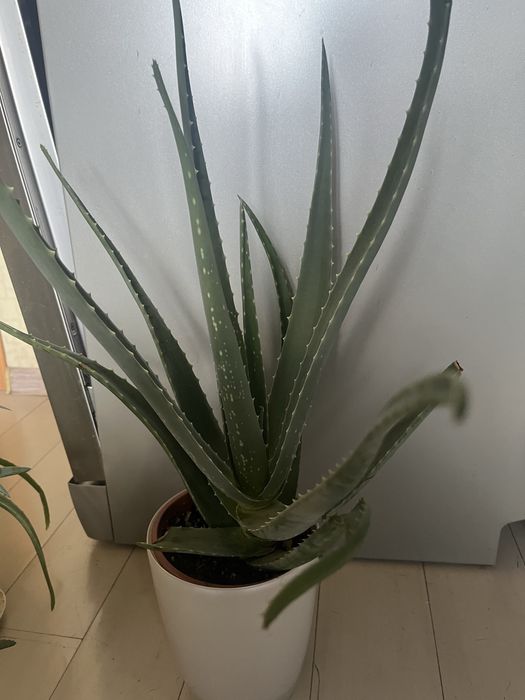 Цветы комнатные от 500т