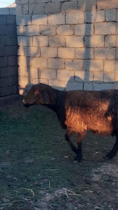 Қойлар сатылады семіз