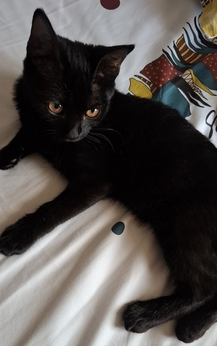 Кошечка бомбейская 4 месяцев