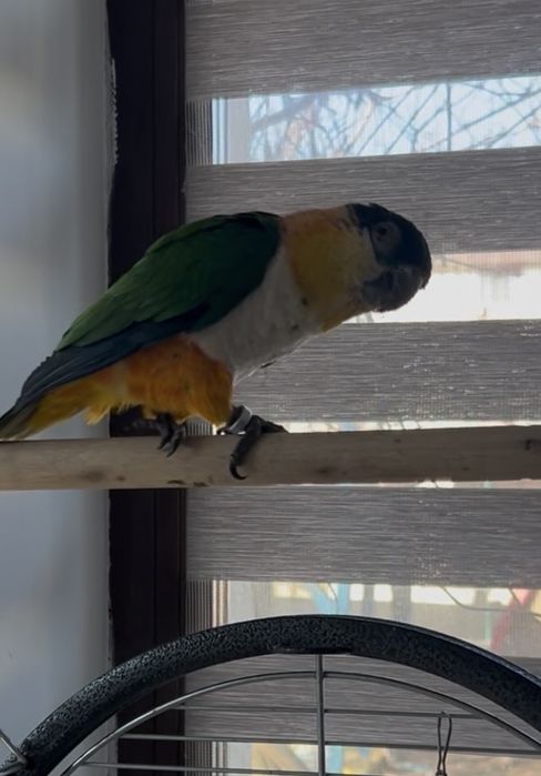 Vand papagal Caique