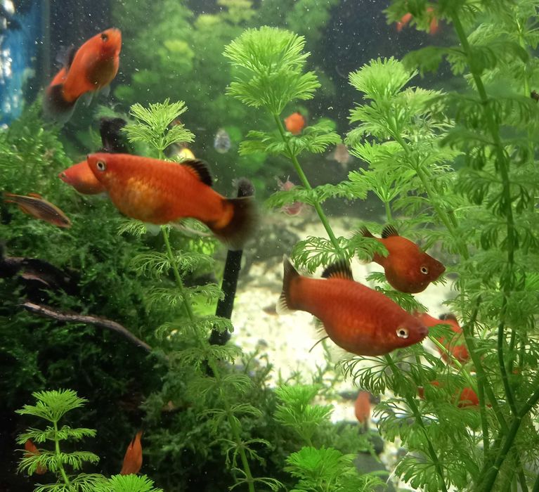 Червени рибки плати