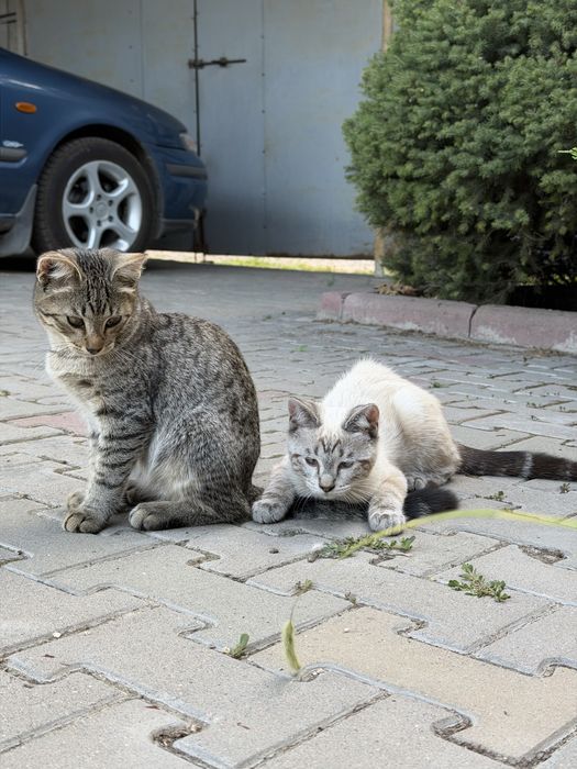 Котята в добрые руки
