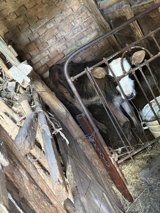 Домашняя корова с теленком