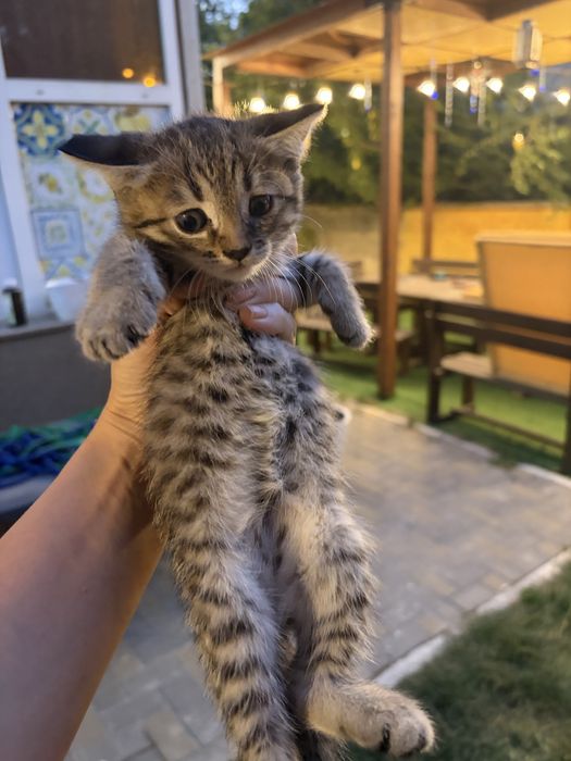Котята в хорошие руки
