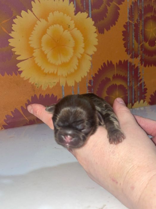 Щенки Пекинеса бронь