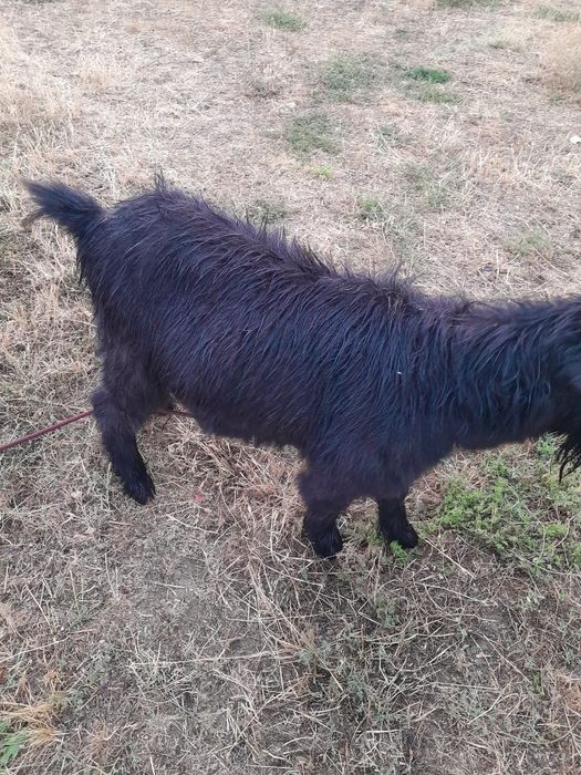 Теке сатылады бағы 35000