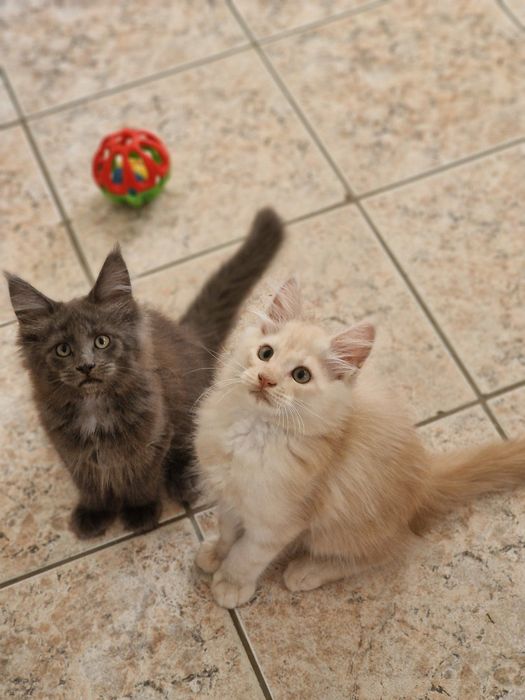 Котенца Мейн Куун