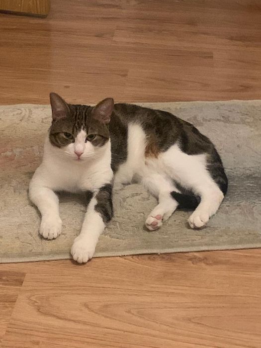 Motanel pentru adoptie,motan de adoptat,motan frumos,pisica adoptie