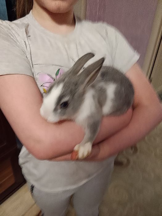 Продаю декоративных крольчат