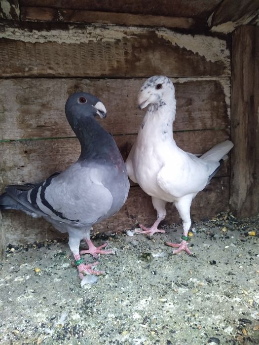 Vand Porumbei german