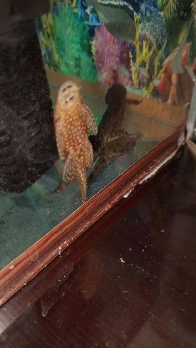 Продам аквариумных рыбок