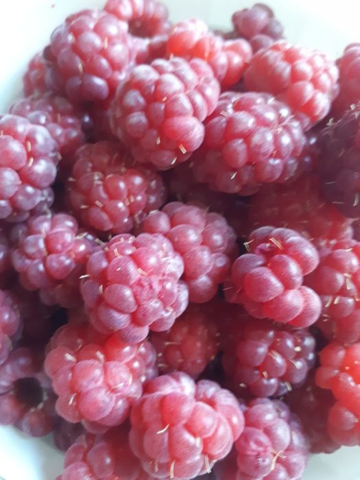 Саженцы  малины  крупноплодной