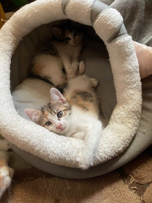 Дарю котят,папа крысолов