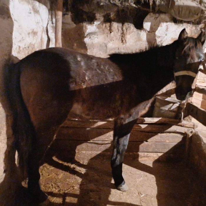 Сатам жылкы 3 бас