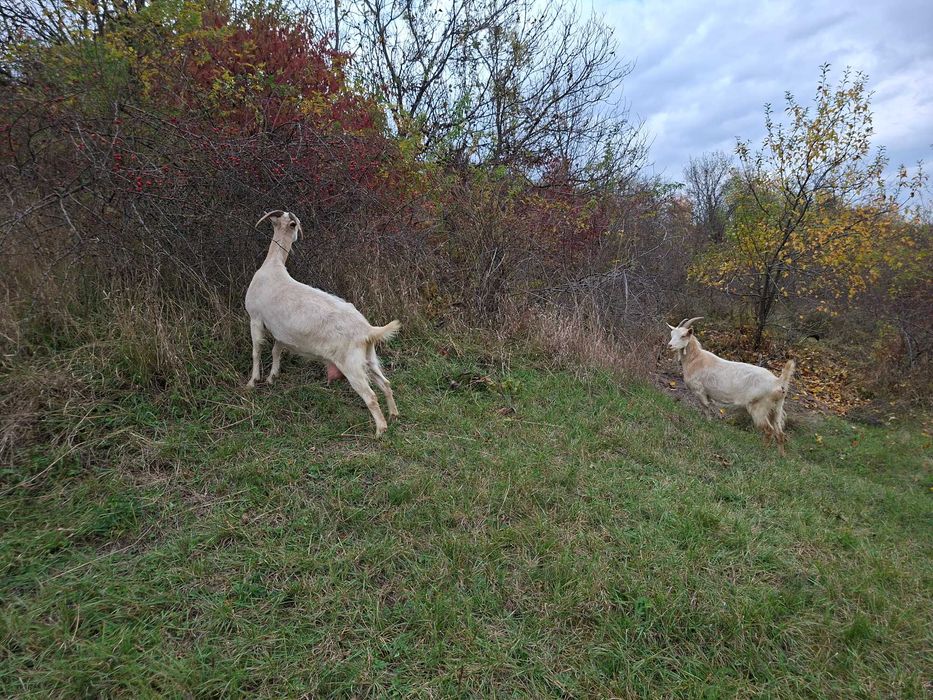 Capre Sana de vanzare