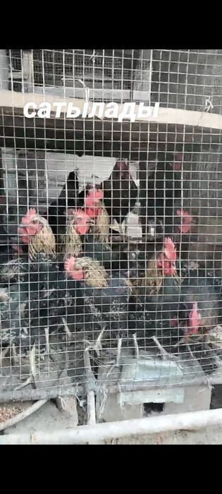 продаётся петухи