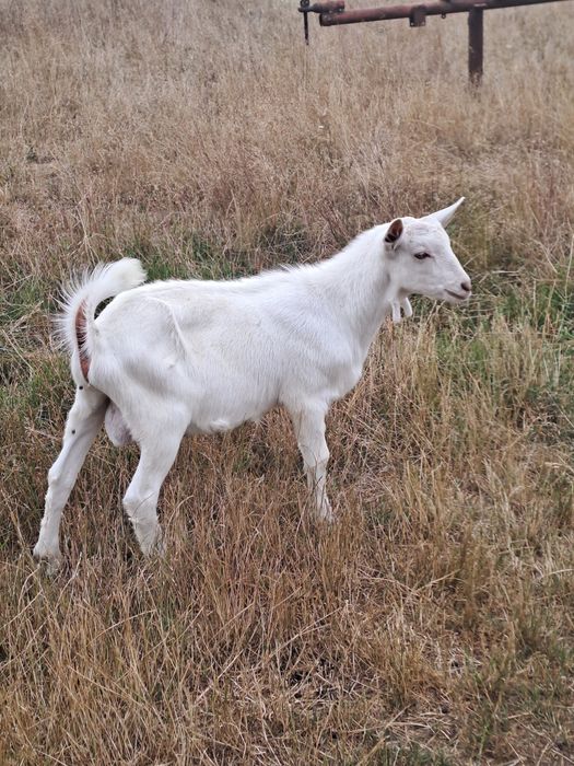 Vând 2 țapi saanen