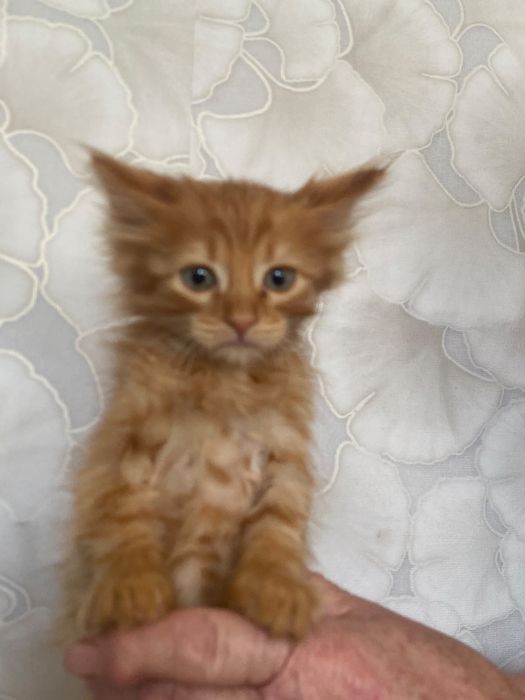 Отдам котят в хорошие и ДОБРЫЕ руки!!