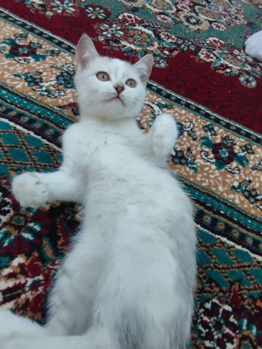 Mushuklar hadiya qilinadi faqat faqat yahshi qaridan odamlaga