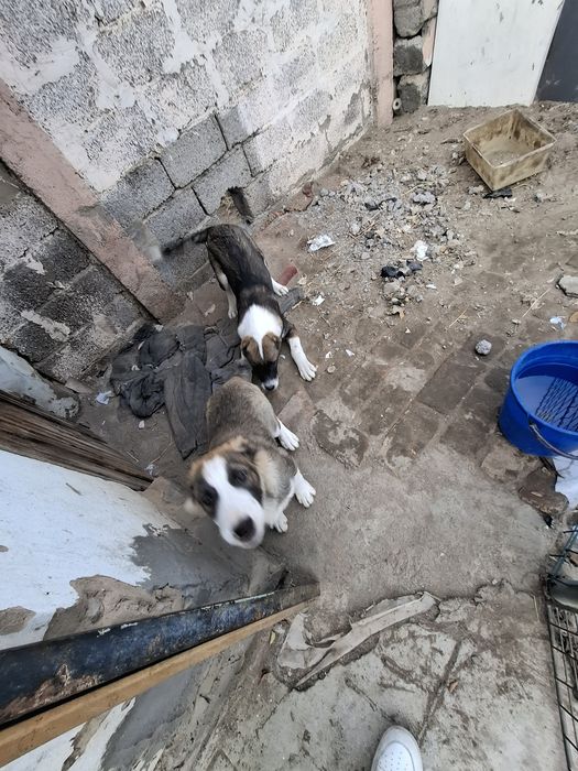 Щенок алабая 3 месячный