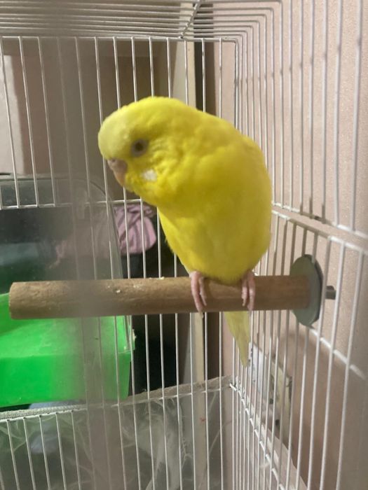 Попугай с клеткой