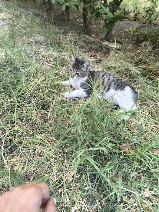Подаряват се котенца !!