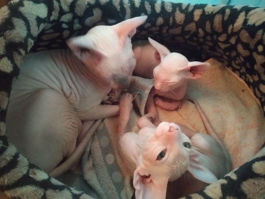 Продаётся канадский сфинкс