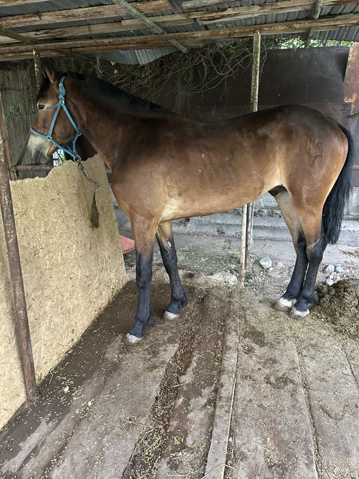 Жирыбец хороших кровей