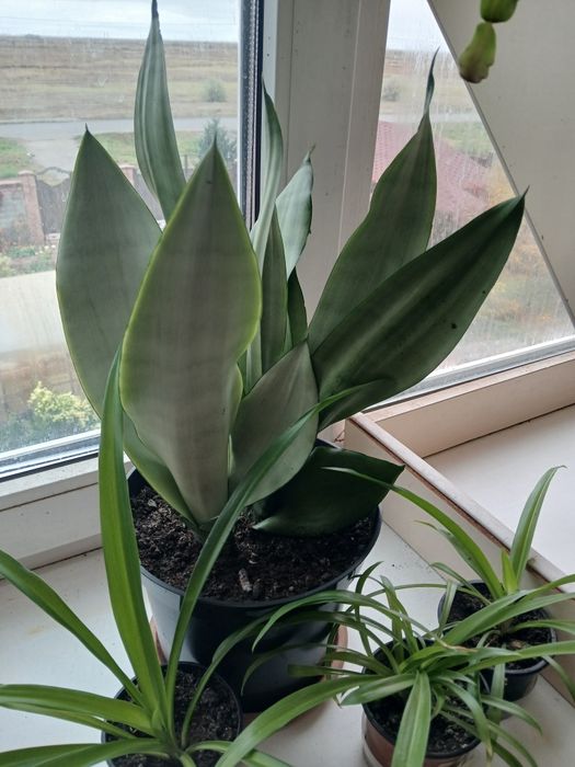 Продам комнатные цветы