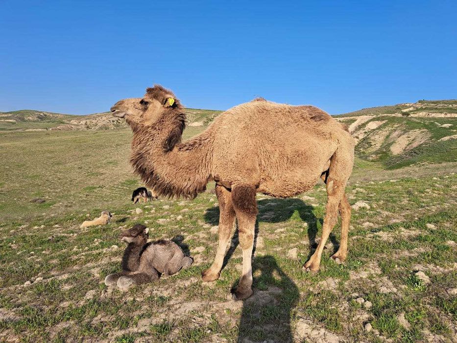 Onlayn porno shantaj