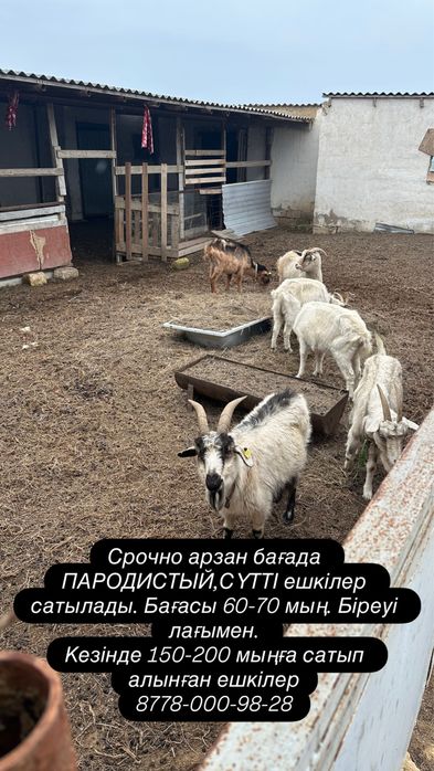 Ешкі, козы, прицеп
