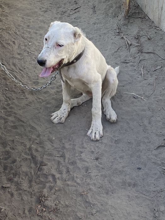 Сабака алабай  сотилади