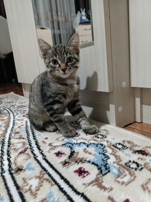 одами котенка в хорошие руки
